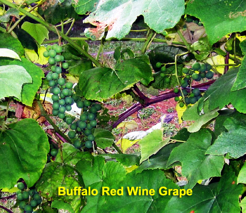 Garden20230715_7133_BuffaloRedGrape_500.jpg
