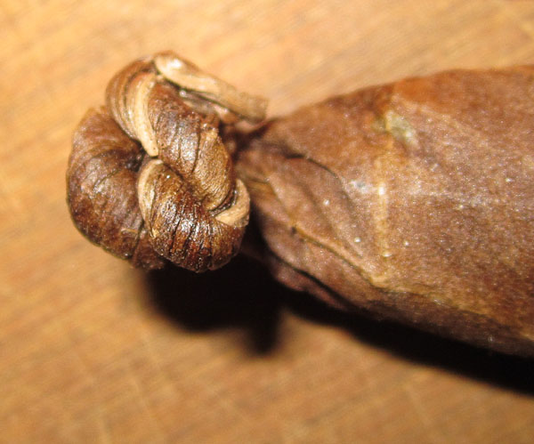 Garden20170921_3093_cigar_LongRed_knotHead_600.jpg