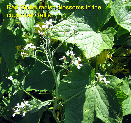 Garden20170715_2863_globeRadishBlossoms_500.jpg