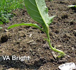 Garden20130603_654_Uncrook16da_VABright_300.jpg