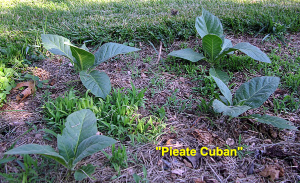 Garden20220530_6369_Pieate_bed_600.jpg