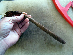 Garden20130922_982_stogie_wrapped_300.jpg