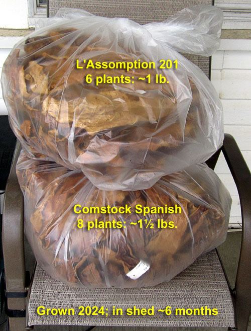 Garden20250426_7551_2024Comstock_LAssomption201_bagged_500.jpg