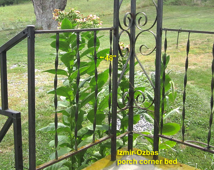 Garden20260905_7846_IzmirOzbas_porch_700.jpg