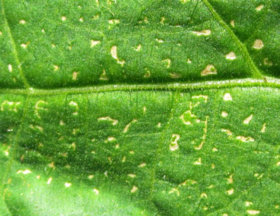 tobacco tissue culture Tissue Culture Of The Tobacco Plant #1 Framed Print