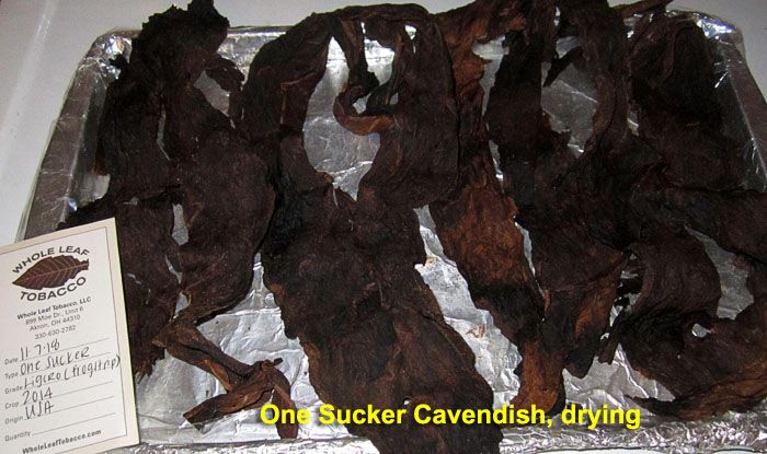 Garden20211130_6131_OneSuckerCavendish_drying_700a.jpg