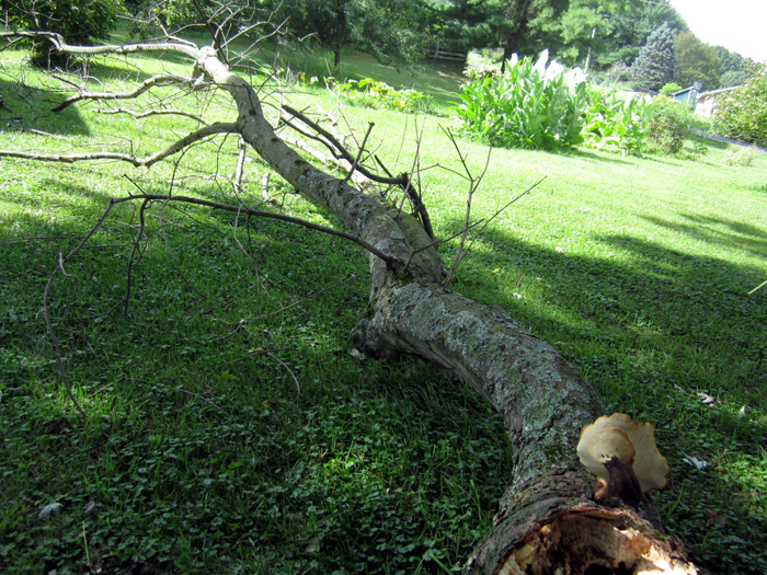 Garden20220719_6572_fallenBranchFront02_700.jpg