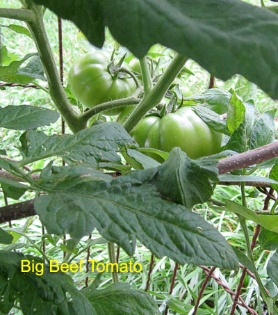 Garden20190620_4425_bigBeefTomato_400.jpg