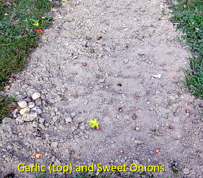 Garden20161031_2351_onionsGarlic_bed_400.jpg