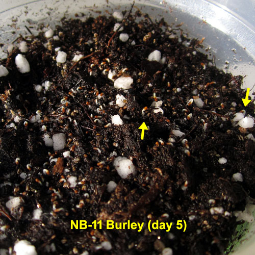 Garden20230306_6880_NB11_germination_da5_500.jpg