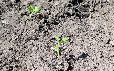 Garden20140514_1156_Prilep_36hrs_400.jpg