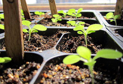 Garden20130328_583_seedlings21da_p_trans_closeup_400.jpg