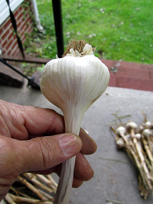 Garden20140802_1400_garlic_peeled_300.jpg