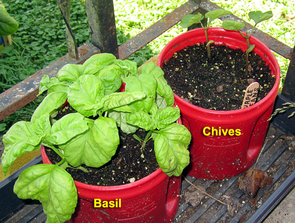Garden20220702_6515_porchHerbGarden_600.jpg