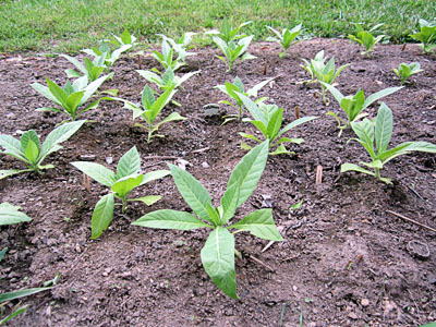Garden20130527_646_Celikhan_400.jpg