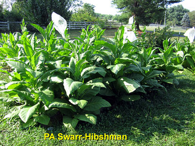 Garden20140805_1420_PASwarrHibshman_bed_400.jpg