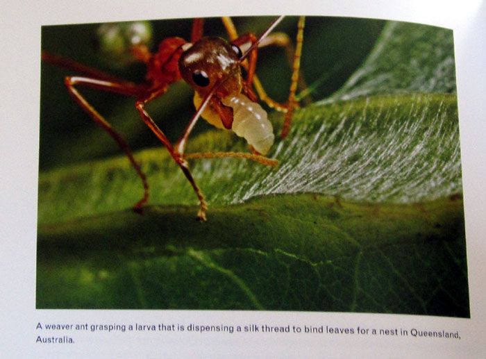 WeaverAnt_LarvaGlueGun_7723_700.jpg