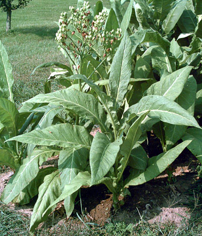 Garden_20110812_08_LittleDutch_withPodsUnbagged_400.jpg