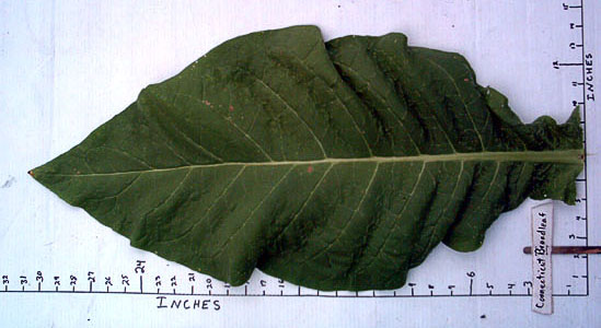 Garden_20110819_02_CTBroadleaf_leafMeasure_300_rotated.jpg