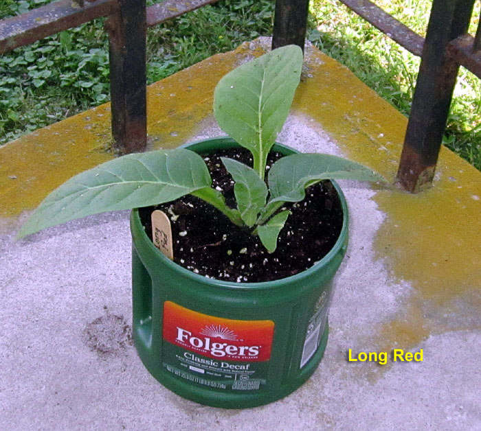 Garden20260612_7776_LongRed_pot_7da_700.jpg