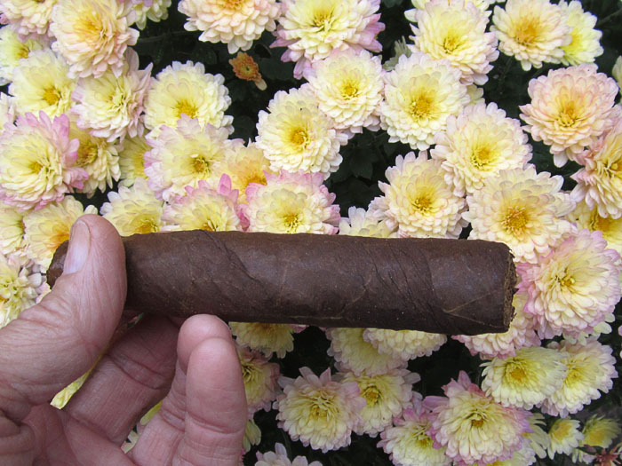 Garden20191007_4766_cigar_Cameroon_Mums_700.jpg