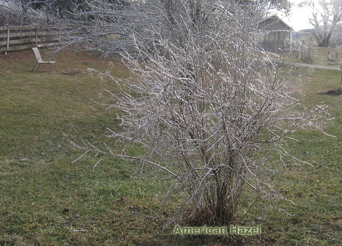 Garden20210219_5645_viewFromStudyWindow_iceHazel_700.jpg