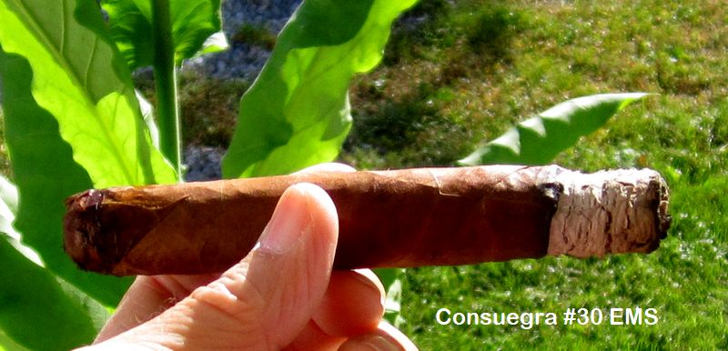 Garden20250908_7670_cigar_Consuegra30EMS_800.jpg
