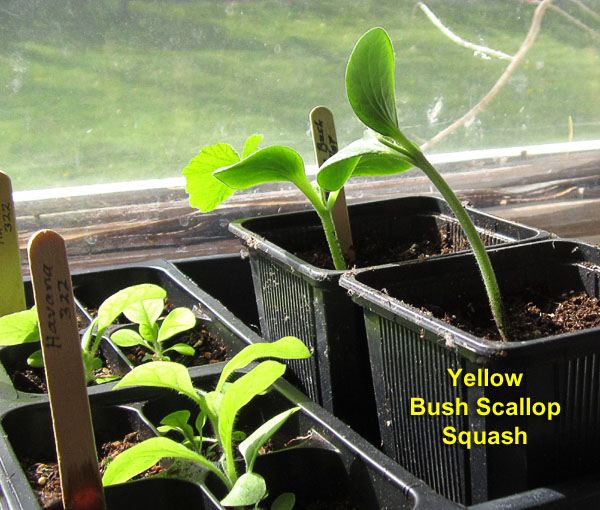 Garden20250420_7547_YellowBushScallop_600.jpg