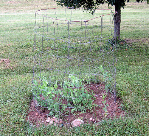 Garden20170612_2711_peas_500.jpg