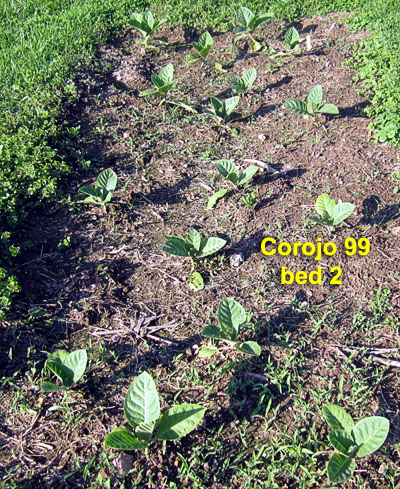Garden20220529_6361_Corojo99_bed2_400.jpg