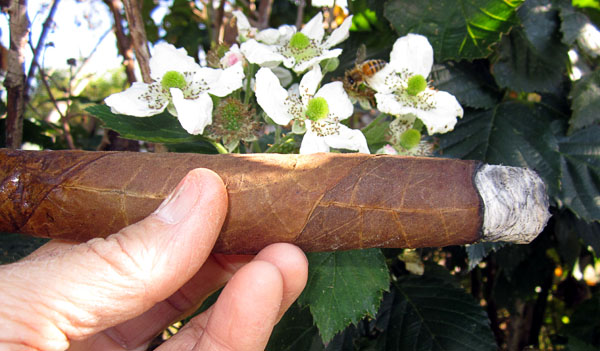 Garden20171006_3164_cigar_DominicanBinder_honeybee_600.jpg