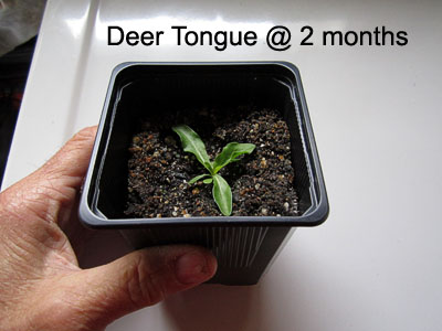 Garden20150425_1740_DeerTongue_2mo_400.jpg