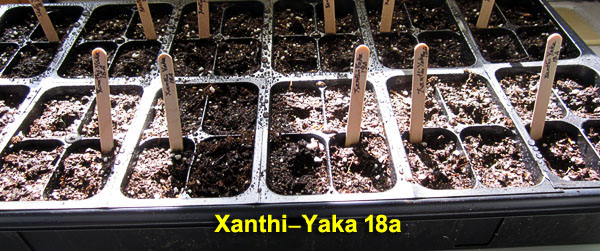 Garden20230307_6883_XanthiYaka18a_1020tray_600a.jpg