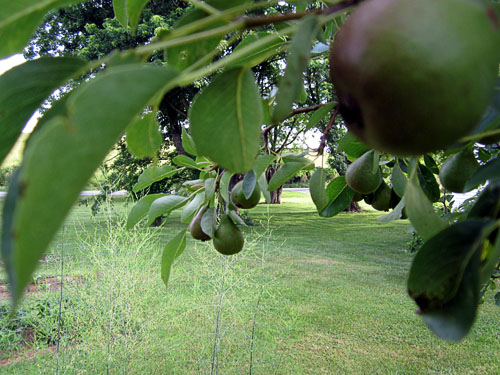 Garden20170612_2713_pears_500.jpg