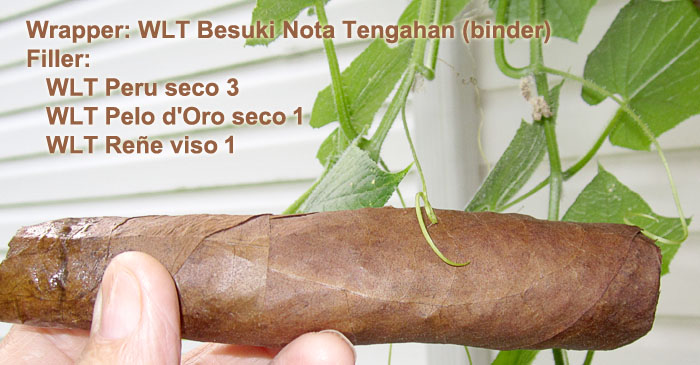 Garden20200804_5328_cigar_Besuki_700.jpg