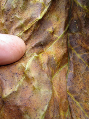 Garden20140915_1548_VABright_topLeaf_cured1_300.jpg