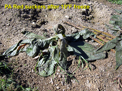 Garden20131026_0995_PaRedSuckers_afterFreeze_400.jpg