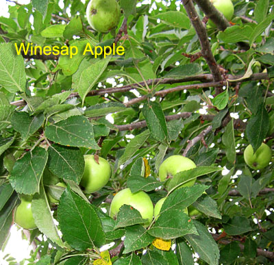 Garden20190620_4433_WinesapApple_400.jpg