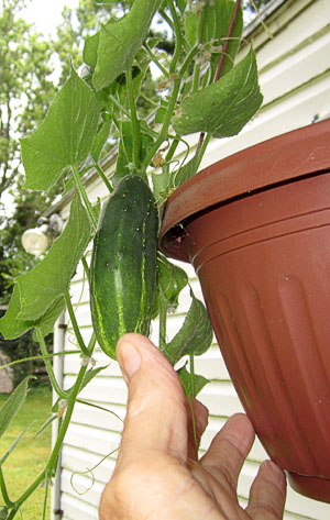 Garden20200730_5314_hangingCuke_300.jpg