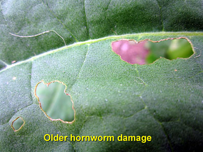 Garden20130707_755_hornwormDamage_older_400.jpg