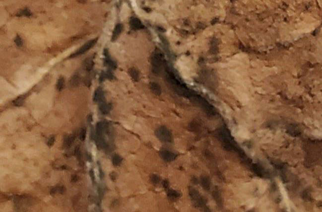 definiteMold_curedLeafLamina.JPG