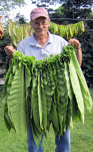Garden20130825_929_Bob_stringOfPrimedBolivia_300.jpg