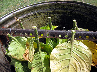 Making Latakia at Home | Fair Trade Tobacco