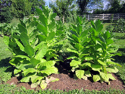 Garden20130704_738_Prilep_400.jpg
