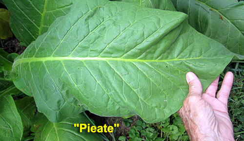 Garden20220707_6530_Pieate_leaf_500.jpg