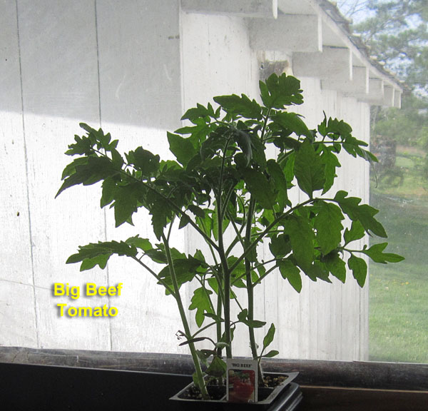 Garden20250420_7548_BigBeefTomato_600.jpg