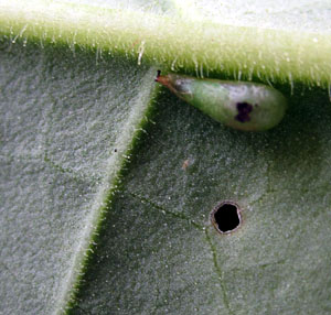 Garden20130809_867_unkPupa_onLeaf_300.jpg