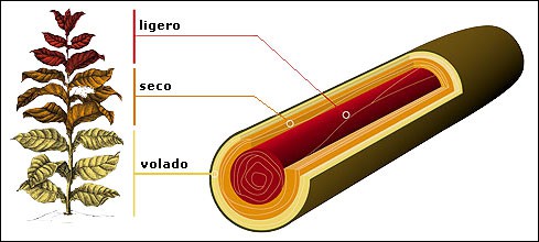 volado tobacco fundamental understanding of leaf designations | Fair Trade Tobacco