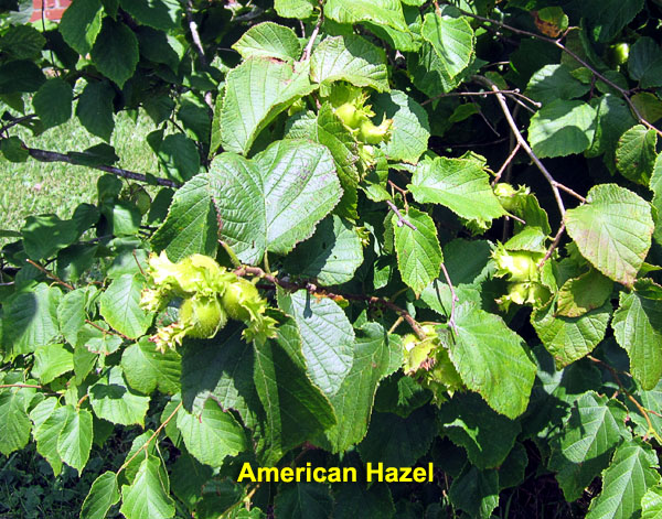 Garden20210704_5828_Hazel_600.jpg
