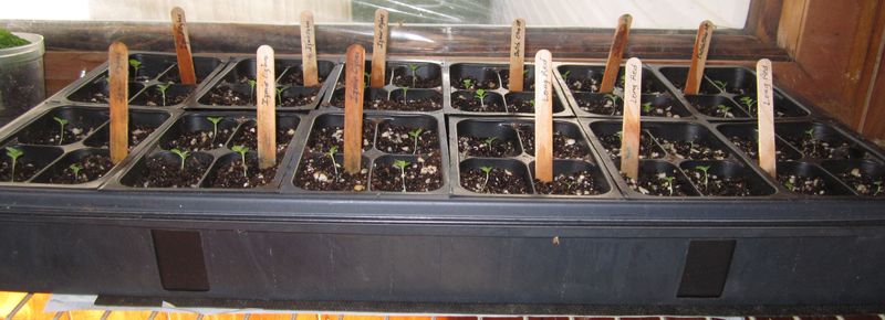 Garden20260406_7741_trayOffHeatMat_800.jpg